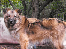 PUHCHO, Hund, Mischlingshund in Bulgarien - Bild 5
