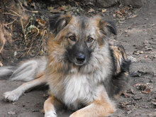 PUHCHO, Hund, Mischlingshund in Bulgarien - Bild 6
