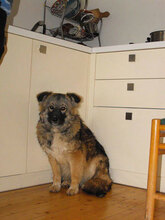 PUHCHO, Hund, Mischlingshund in Bulgarien - Bild 7
