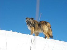 PUHCHO, Hund, Mischlingshund in Bulgarien - Bild 8