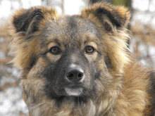 PUHCHO, Hund, Mischlingshund in Bulgarien - Bild 9