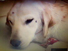 SARA, Hund, Labrador-Mix in Slowakische Republik - Bild 1