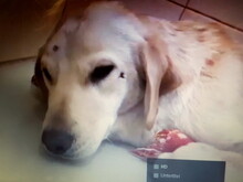 SARA, Hund, Labrador-Mix in Slowakische Republik - Bild 2