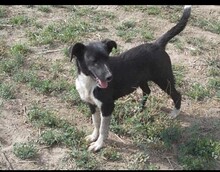 SUZY, Hund, Mischlingshund in Rumänien - Bild 3