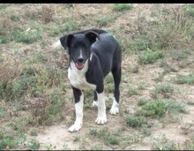 SUZY, Hund, Mischlingshund in Rumänien - Bild 4