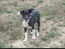 SUZY, Hund, Mischlingshund in Rumänien - Bild 5