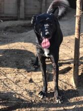 SANDY, Hund, Mischlingshund in Rumänien - Bild 1