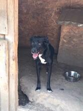 SANDY, Hund, Mischlingshund in Rumänien - Bild 11
