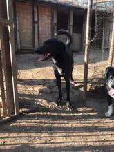 SANDY, Hund, Mischlingshund in Rumänien - Bild 14