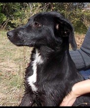 SANDY, Hund, Mischlingshund in Rumänien - Bild 3