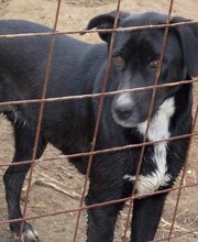 SANDY, Hund, Mischlingshund in Rumänien - Bild 4
