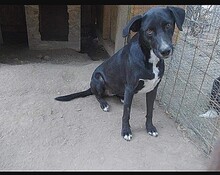 SANDY, Hund, Mischlingshund in Rumänien - Bild 6