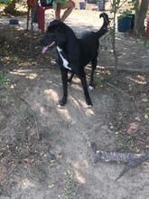 SANDY, Hund, Mischlingshund in Rumänien - Bild 8