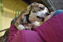 STAFI, Hund, Staffordshire Bull Terrier-Mix in Slowakische Republik - Bild 3