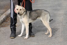 MAIZIE, Hund, Mischlingshund in Lohra-Reimershausen - Bild 5