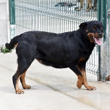 WALKIRIA, Hund, Rottweiler in Spanien - Bild 2