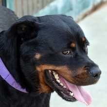 WALKIRIA, Hund, Rottweiler in Spanien - Bild 5