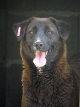 MARA, Hund, Mischlingshund in Bulgarien - Bild 1