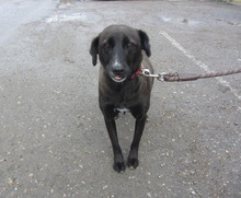 MARA, Hund, Mischlingshund in Bulgarien - Bild 11