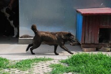 MARA, Hund, Mischlingshund in Bulgarien - Bild 12