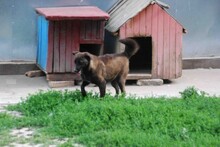 MARA, Hund, Mischlingshund in Bulgarien - Bild 13