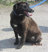 MARA, Hund, Mischlingshund in Bulgarien - Bild 14