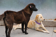 MARA, Hund, Mischlingshund in Bulgarien - Bild 2