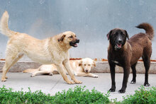 MARA, Hund, Mischlingshund in Bulgarien - Bild 3