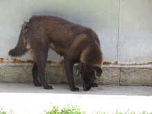 MARA, Hund, Mischlingshund in Bulgarien - Bild 4
