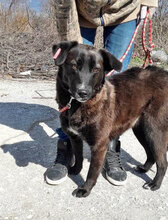 MARA, Hund, Mischlingshund in Bulgarien - Bild 6
