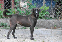 MARA, Hund, Mischlingshund in Bulgarien - Bild 7