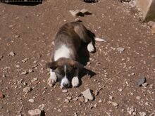 PHEOBE, Hund, Deutscher Schäferhund in Spanien - Bild 3