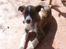 PHEOBE, Hund, Deutscher Schäferhund in Spanien - Bild 4