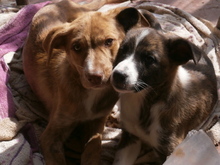 PHEOBE, Hund, Deutscher Schäferhund in Spanien - Bild 5