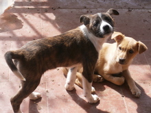 PHEOBE, Hund, Deutscher Schäferhund in Spanien - Bild 6