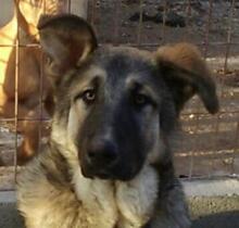 RUMO, Hund, Mischlingshund in Spanien - Bild 1