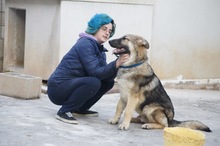RUMO, Hund, Mischlingshund in Spanien - Bild 2