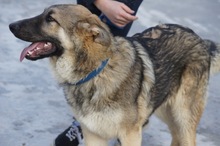 RUMO, Hund, Mischlingshund in Spanien - Bild 3