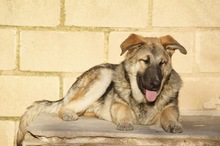 RUMO, Hund, Mischlingshund in Spanien - Bild 4