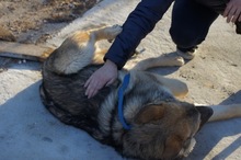 RUMO, Hund, Mischlingshund in Spanien - Bild 5