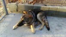 RUMO, Hund, Mischlingshund in Spanien - Bild 7