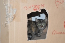 MIMI, Katze, Europäisch Kurzhaar in Issum - Bild 2