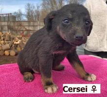 CERSEI, Hund, Mischlingshund in Ungarn - Bild 1