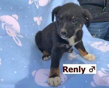 RENLY, Hund, Mischlingshund in Ungarn - Bild 6