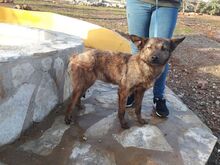 LASSIE, Hund, Mischlingshund in Spanien - Bild 1