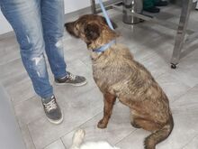 LASSIE, Hund, Mischlingshund in Spanien - Bild 2