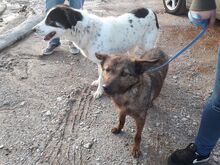 LASSIE, Hund, Mischlingshund in Spanien - Bild 3