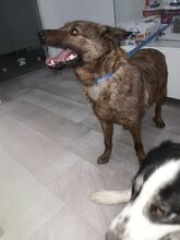 LASSIE, Hund, Mischlingshund in Spanien - Bild 4