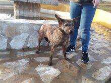 LASSIE, Hund, Mischlingshund in Spanien - Bild 6