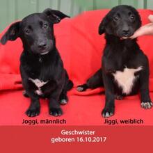 JIGGI, Hund, Mischlingshund in Ungarn - Bild 5
